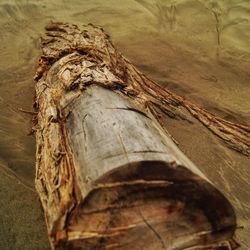 Close-up of tree trunk