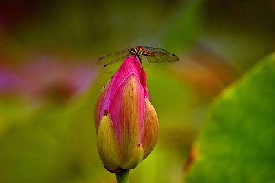 Close-up of insect on pink flower