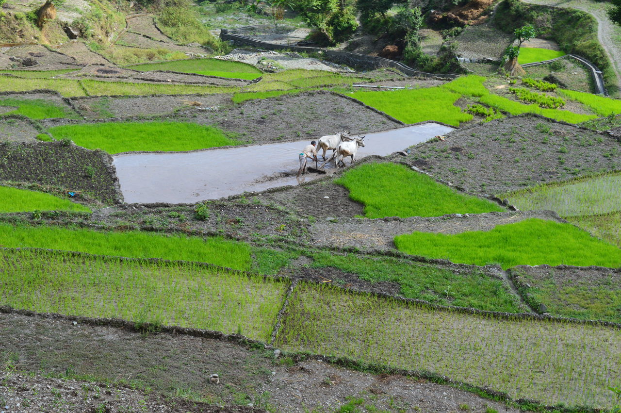 Old tradition farming