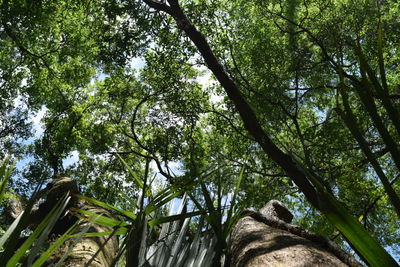 Low angle view of trees in forest