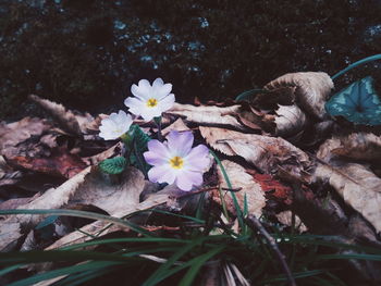 Close-up of flowers