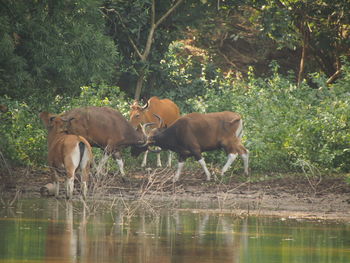 Horse drinking water on field