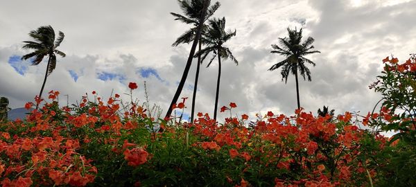 Low angle view of flowering plants on field against sky