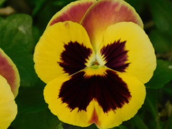 Close-up of yellow flowering plant