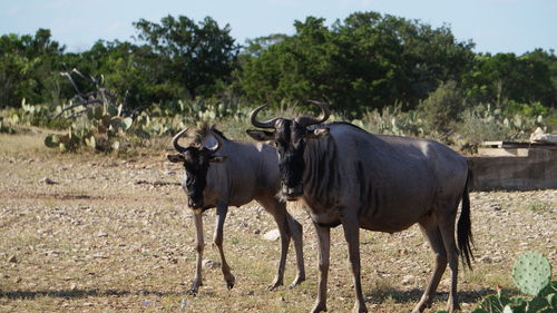 Horses on field