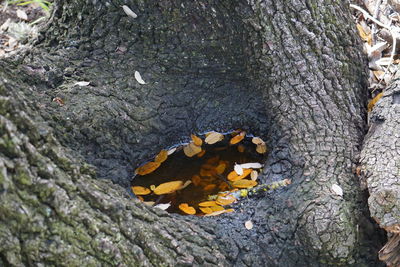 Close-up of lizard on tree trunk