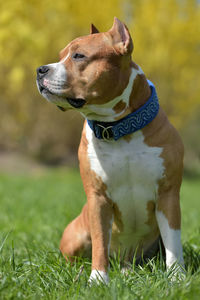 Dog looking away on field