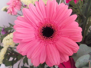 Close-up of pink flower