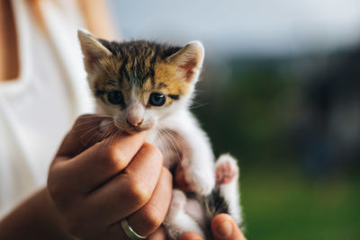 Cropped image of hand holding kitten