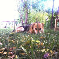 Portrait of dog on field