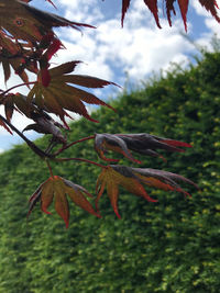 Close-up of orange bird flying in sky