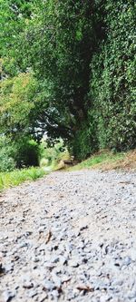 Surface level of road amidst trees in forest