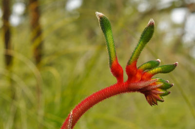 Close-up of red caterpillar on plant