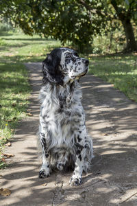 Setter liewellin in the garden.