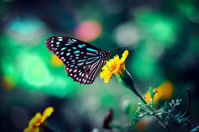 Butterfly perching on flower