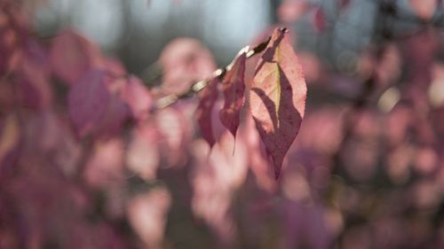 Close-up of pink flowering plant during autumn