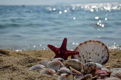 Red starfish and pile of seashells on sandy beach with sea in background