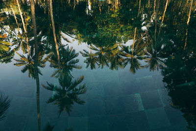 Reflection of palm trees in swimming pool