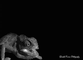 Close-up of a animal over black background