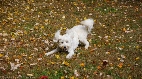 Dog standing on field