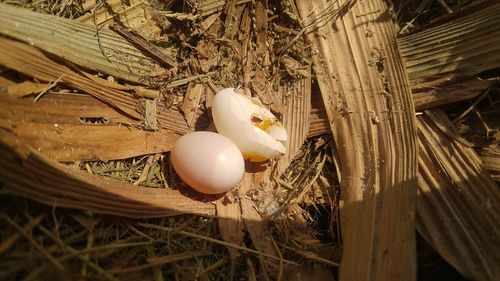 High angle view of easter egg