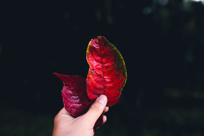 Close-up of hand holding maple leaf