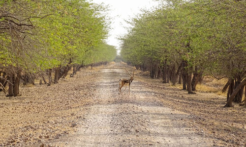 View of dirt road amidst trees