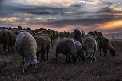 Sheep grazing in a field