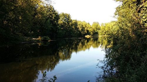 Reflection of trees in water