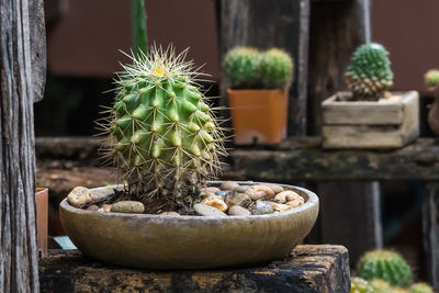 Close-up of cactus plant in pot