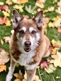 Portrait of dog on field