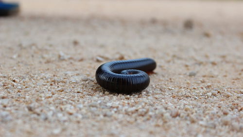 Close-up of snail on sand