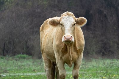 Portrait of cow on field