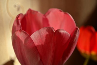 Close-up of red tulip