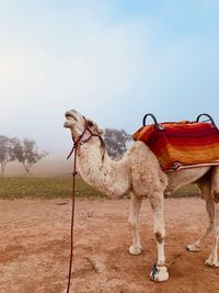 Horse standing in a field