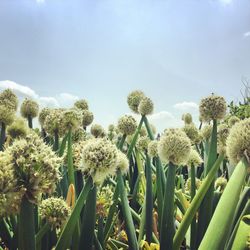 Low angle view of cactus plants against sky