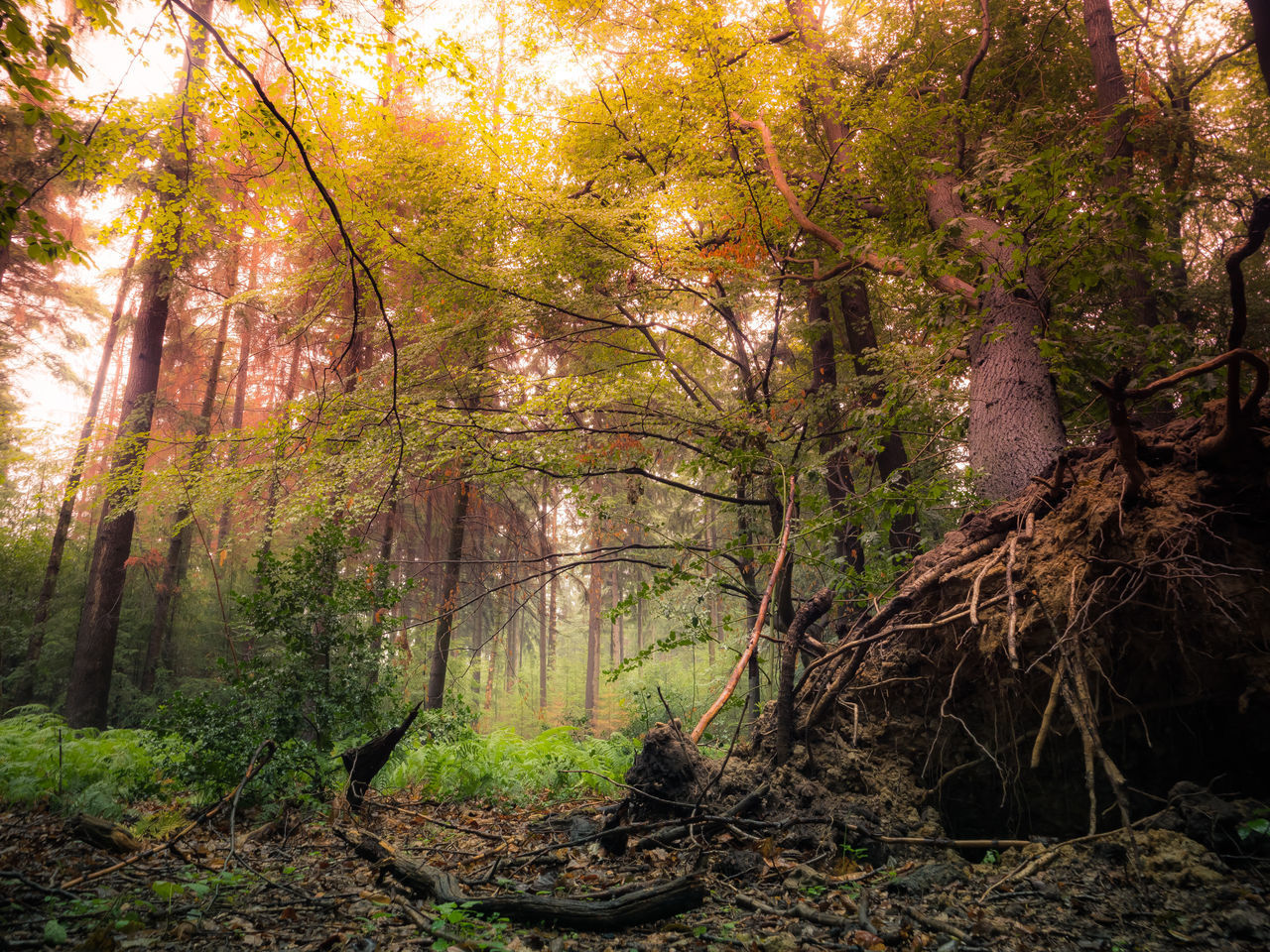 TREES AND PLANTS IN FOREST