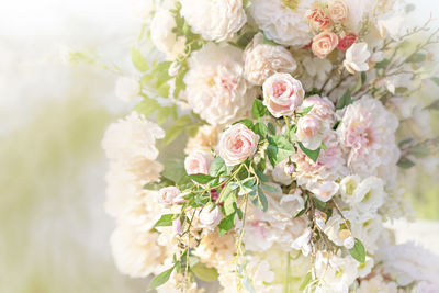 Close-up of white roses