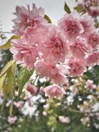 Close-up of pink flowers