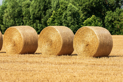 Hay bales on field