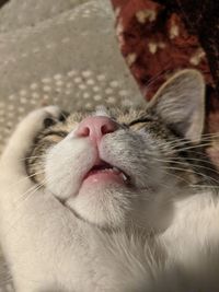 Close-up of cat