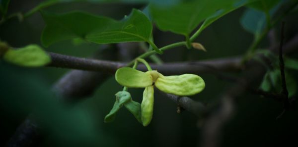 Close-up of plant