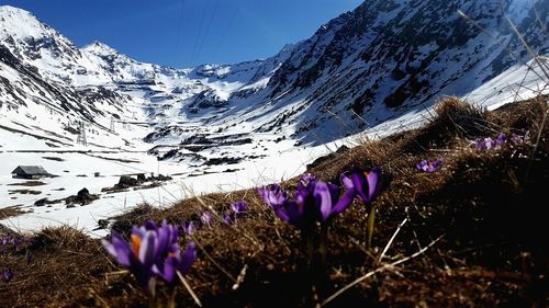 Purple flowers on field against mountain range