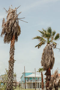 Low angle view of coconut palm tree against sky