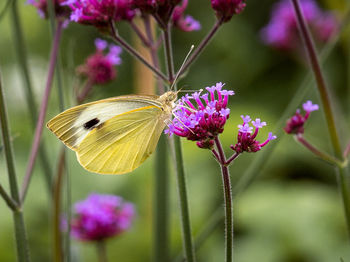 Close-up of butterfly pollinating on purple flower