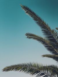 Low angle view of coconut palm tree against sky