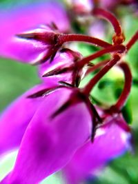 Close-up of pink flowers