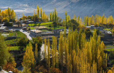 High angle view of trees on landscape