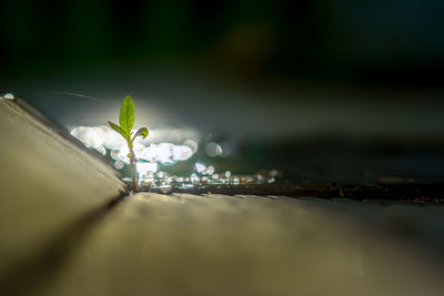 Close-up of water drops on leaf