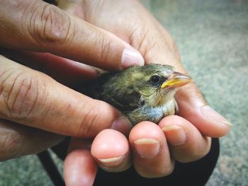 Close-up of hand holding bird